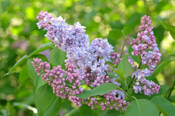 Obraz premium Syringa vulgaris, common lilac, ‘President Grevy’ in flower.
