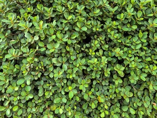Dense Green Foliage of a Fukien Tea Tree in Bangkok