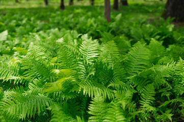 Lush green ferns growing in forest sunlight