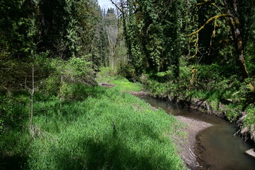 stream flowing in a lush green forest