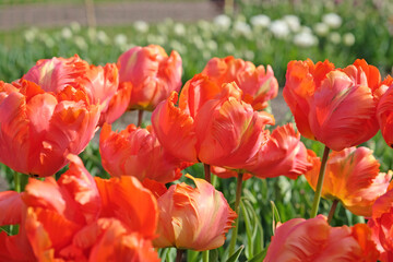 Bright red and orange frilled parrot Tulip, tulipa &lsquo;Flower Power&rsquo; in flower.