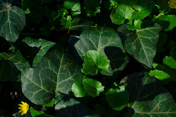 green leaves in the garden