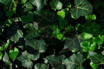 green leaves in the garden