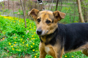 jack russell terrier sitting on the grass