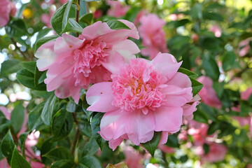 Obraz premium Pink peony double Camellia ‘ballet queen variegated’ in flower.