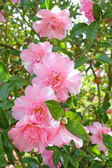 Pink peony double Camellia ‘ballet queen variegated’ in flower.