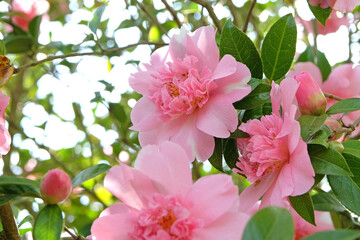Pink peony double Camellia ‘ballet queen variegated’ in flower.