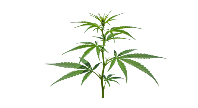 A green cannabis plant against a black background leaves spread out wide