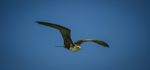 Water bird on Bavaro Beach in Punta Cana, Dominican Republic