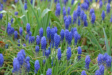 Fototapeta premium Blue Muscari, also known as Grape hyacinth, in flower.