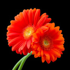 Two orange gerbera daisies close