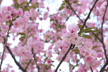 Sakura in full bloom. Beautiful pink sakura flowers with soft focus. Flowers close-up. Spring background. Blooming sakura tree in the park
