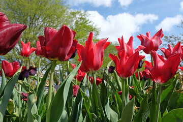 Red lily flowered tulip, tulipa ‘Pieter de Leur’ in flower.