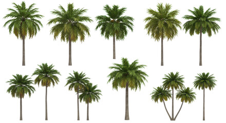 A swaying ensemble of palm trees against a stark black backdrop