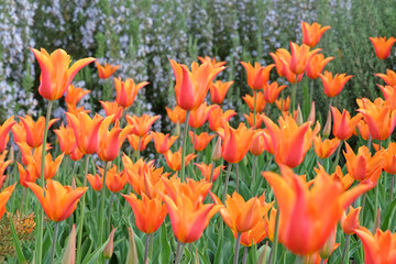 Red and orange lily flowered bi coloured Tulip, tulipa ‘Ballerina’ in flower.