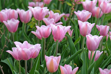 Fototapeta premium Pink Tulipa ‘Mistress Mystique’ triumph tulip in flower.