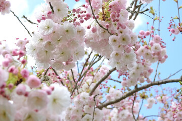 White and pink Prunus ‘Shogetsu’, Blushing Bride flowering cherry tree, in flower.