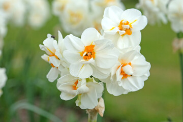 Cream and yellow double tazetta narcissus daffodil ‘Sir Winston Churchill’ in flower.