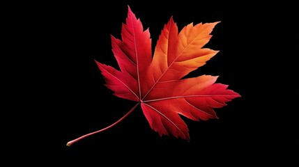 Vibrant Red Maple Leaf on Black Background for Seasonal Decor
