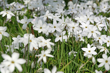 Ipheion ‘Alberto Castillo’ white starflower, in bloom.