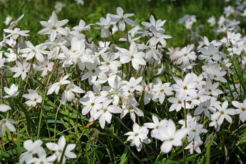 Ipheion ‘Alberto Castillo’ white starflower, in bloom.