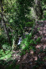 stream flowing in a lush green forest