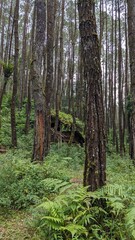 Fototapeta premium trees in the forest