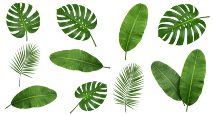 A tropical leaf medley on black echoing lush forests