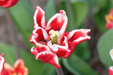 Tall red and white coronet Tulip, tulipa ‘Elegant Crown’ in flower.