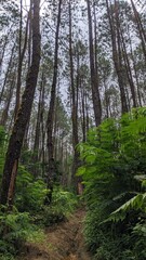 pine forest in the morning