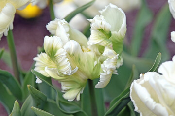 White frilled parrot Tulip, tulipa ‘White Parrot’ in flower. © Alexandra