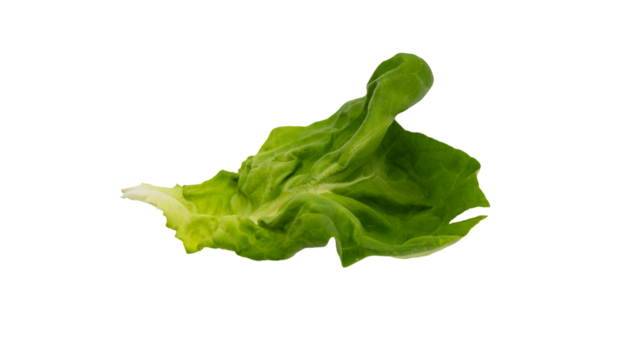 新鮮なサラダ菜の一葉