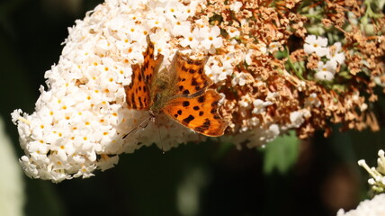 Comma Butterfly in a garden
