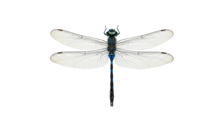 Azure dragonfly soars wings like frosted glass a jewel against pure night
