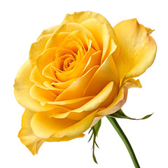 Single yellow rose on white background