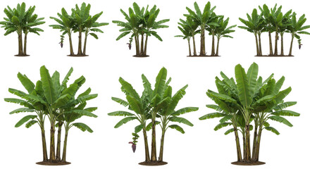 Obraz premium Banana tree clusters display green canopies and varying trunk numbers against black