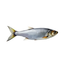 Freshwater Fish Image HighResolution Silver Fish Photo on transparent background