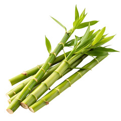 Obraz premium Fresh green bamboo shoots isolated on white background