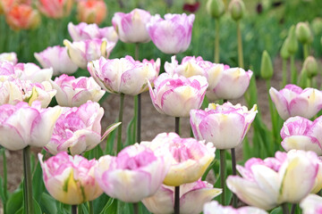 White and lilac purple late double late Tulip, tulipa &lsquo;Shirley Double&rsquo; in flower.