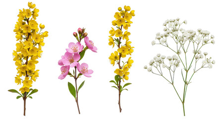 Blossoms in a Row Yellow Pink and White Flowers on Black