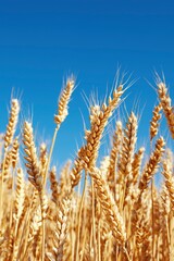 Fototapeta premium Golden Wheat Field Against Blue Sky