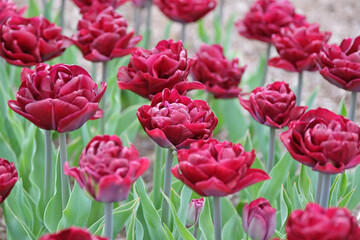 Burgundy red double late Tulip, tulipa ‘Canyon’ in flower.