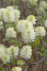 Cream catkins of Fothergilla x intermedia ‘Blue Shadow’ in flower.