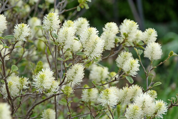 Cream catkins of Fothergilla x intermedia ‘Blue Shadow’ in flower.