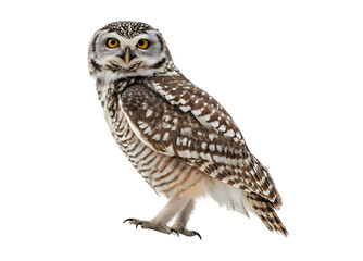 The owl isolated