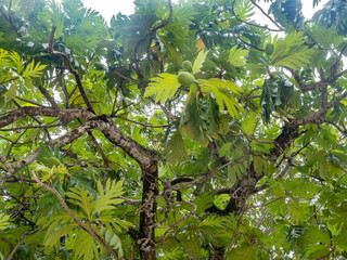 Breadfruit tree with fruits in the foliage , (Artocarpus altilis), tree of the mulberry and jackfruit family (Moraceae)