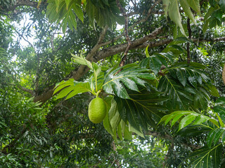 Breadfruit tree with fruits in the foliage , (Artocarpus altilis), tree of the mulberry and jackfruit family (Moraceae)
