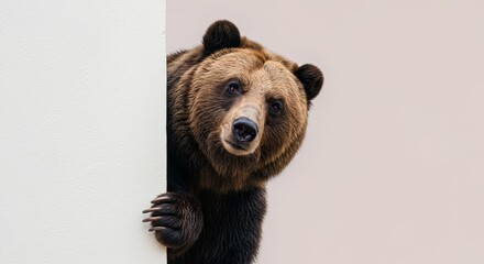 Brown bear curiously peering from behind a white textured wall panel
