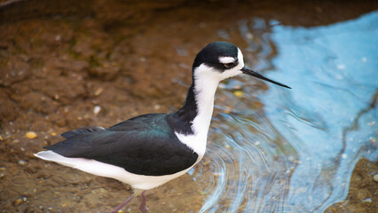 Black-Necked Stilt Wading Gracefully in Shallow Water with Natural Ripples. Close-Up of Himantopus mexicanus in Coastal Wetland Habitat.