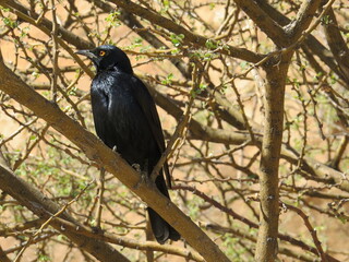 Glossy Pale-winged Starling Onychognathus nabouroup Bird Perched in Thorny Tree Against Arid Backdrop